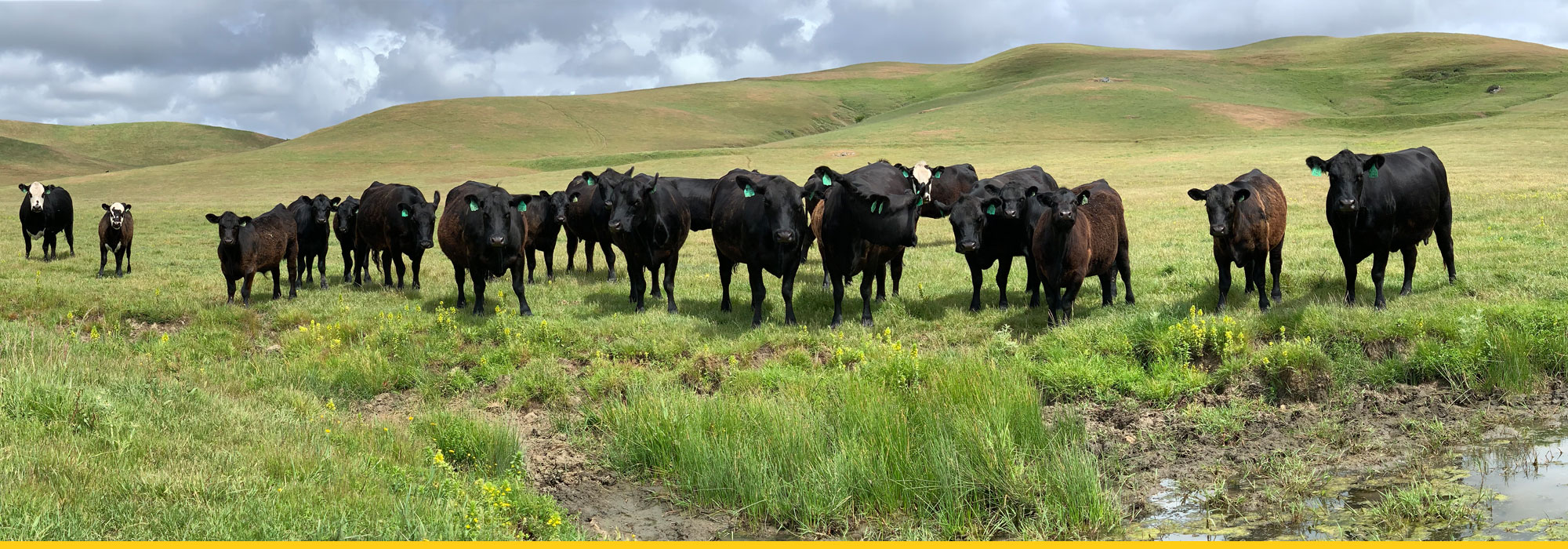 SHRSliderCOWS Spring Hill Ranch